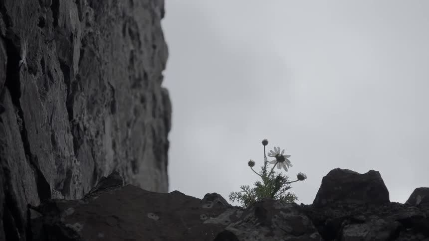 Slate walls where daisies have grown through the cracks on a cloudy day