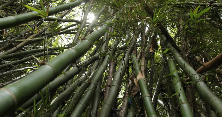 The sun shines through a bamboo forest