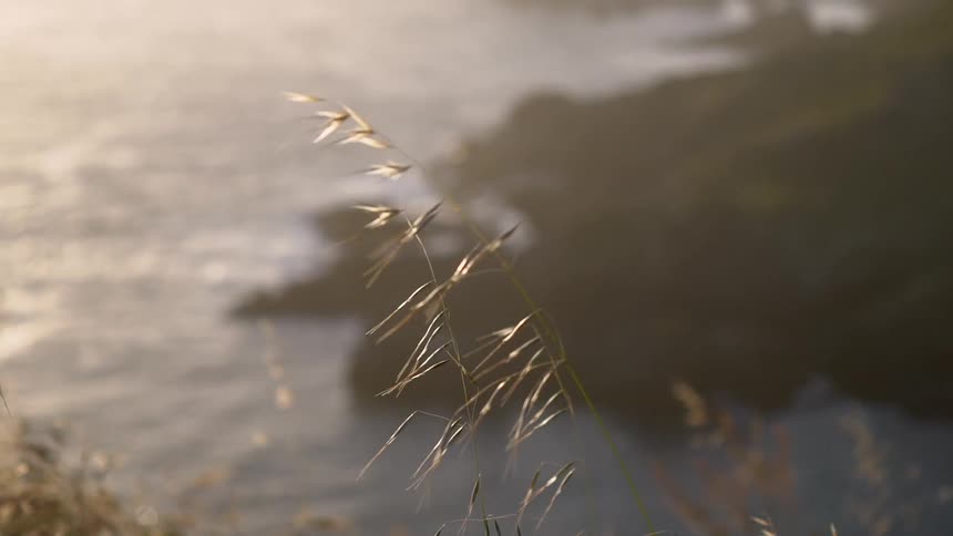 Plants blowing in the breeze off the coast of the water