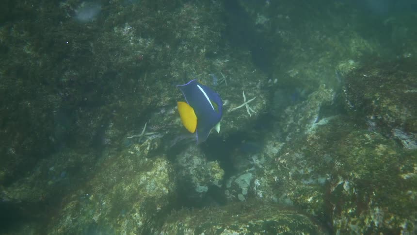 A blue fish is swimming by itself near the ocean floor