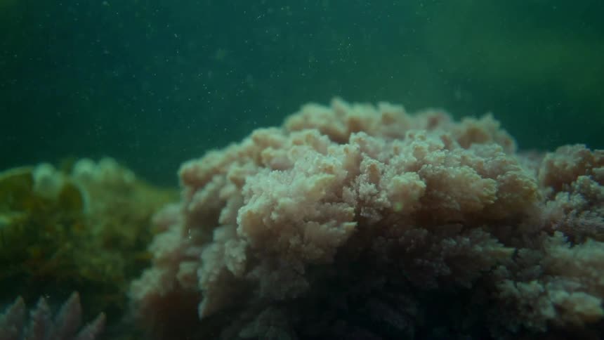 Close up of coral under the water
