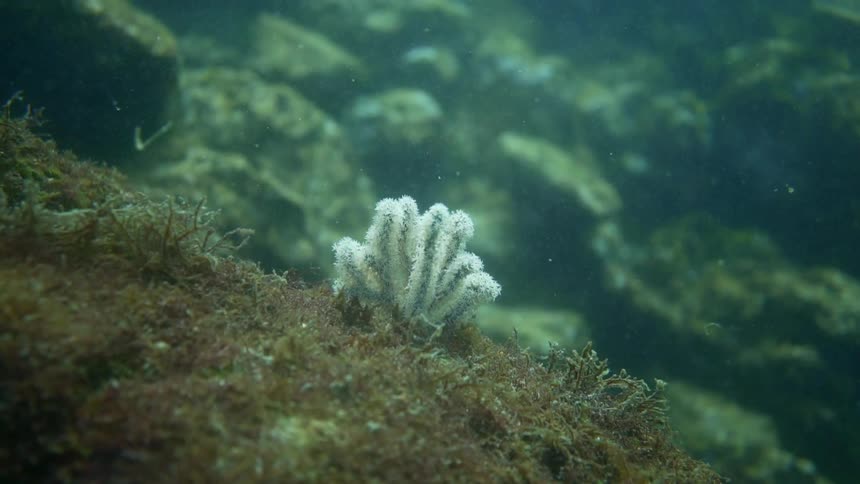 Seaweed grows on a reef underwater