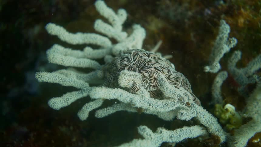 Coral is captured under water