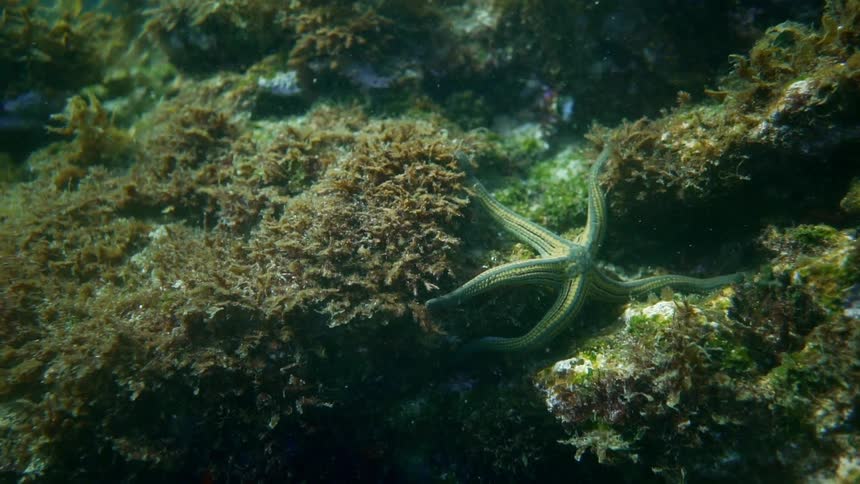 A starfish lies on a seabed underwater