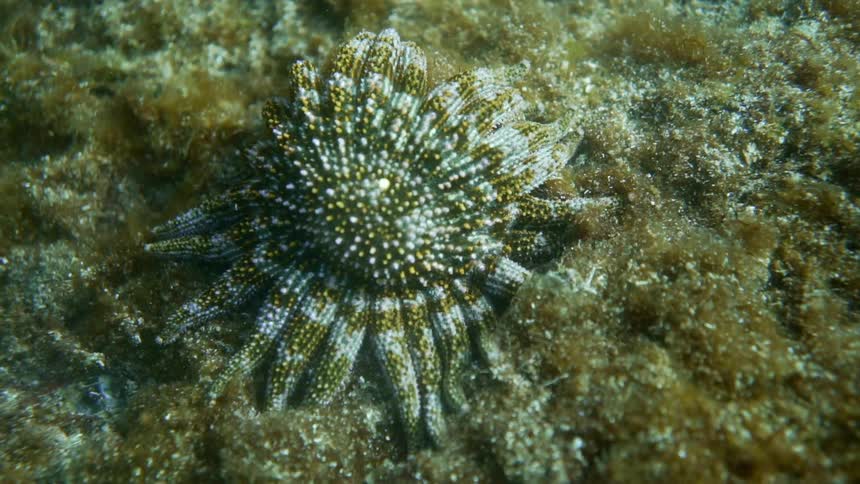 Many limbed starfish among waving vegetation