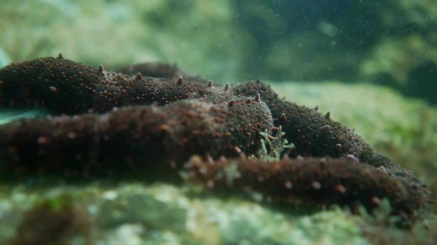 Sea cucumbers on the sea floor
