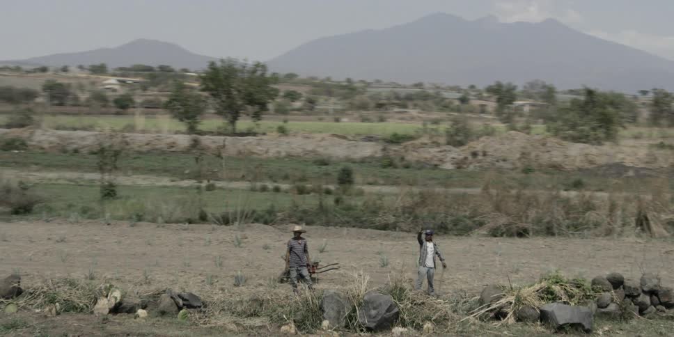 Two farmers by the road side planting a new crop by hand