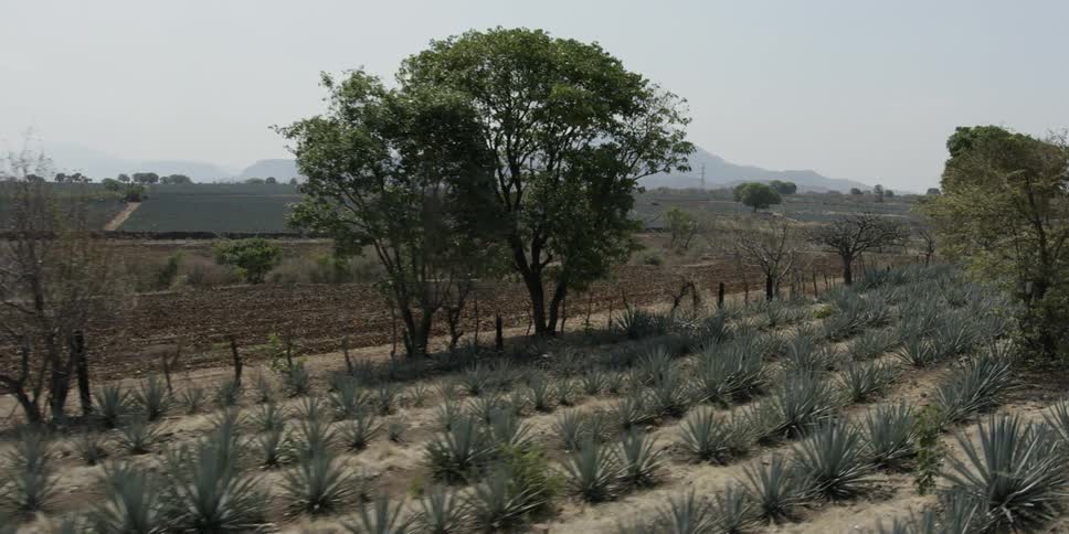 Rows of agave crops in a semi arid countryside