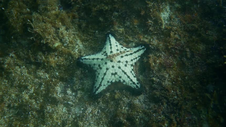 A starfish lies at the bottom of the water