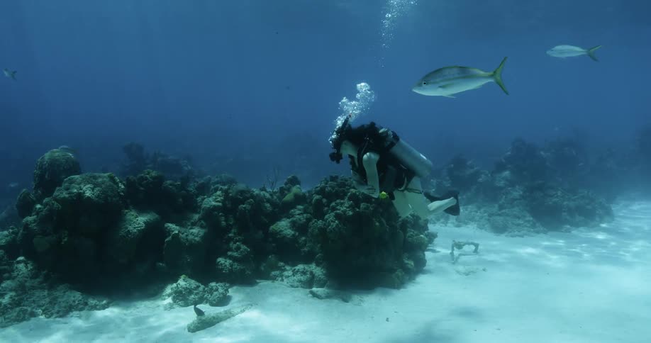 A woman is scuba diving underwater in the ocean