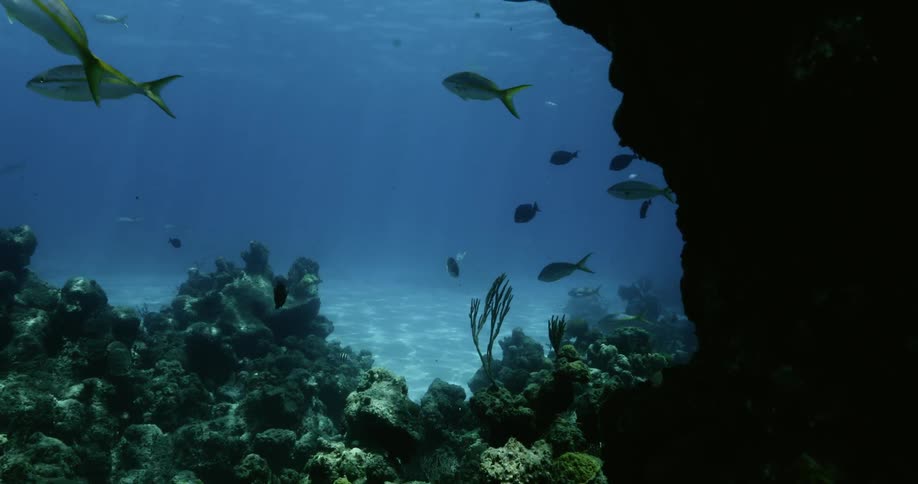 Scuba diver swimming near reef and fish