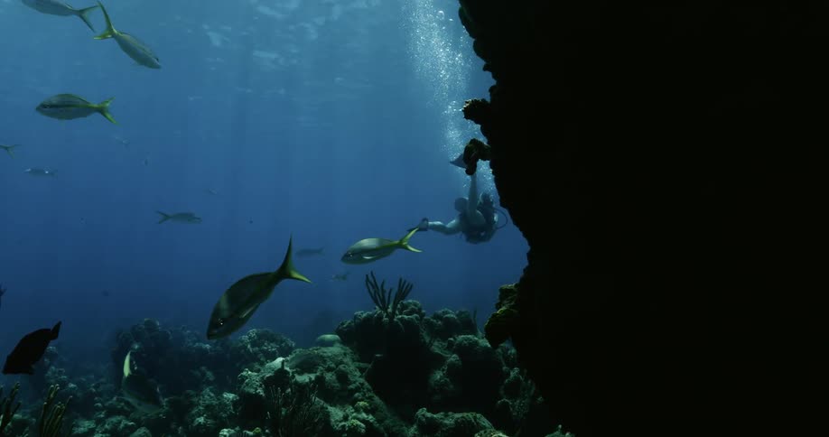 A person a scuba diving underwater with fishes