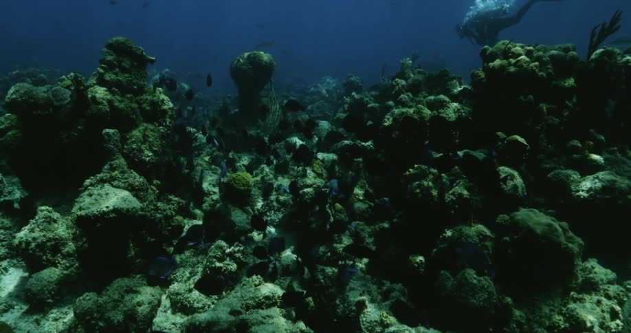 Fish are swimming underwater in the ocean