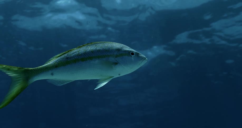 A fish swims under water