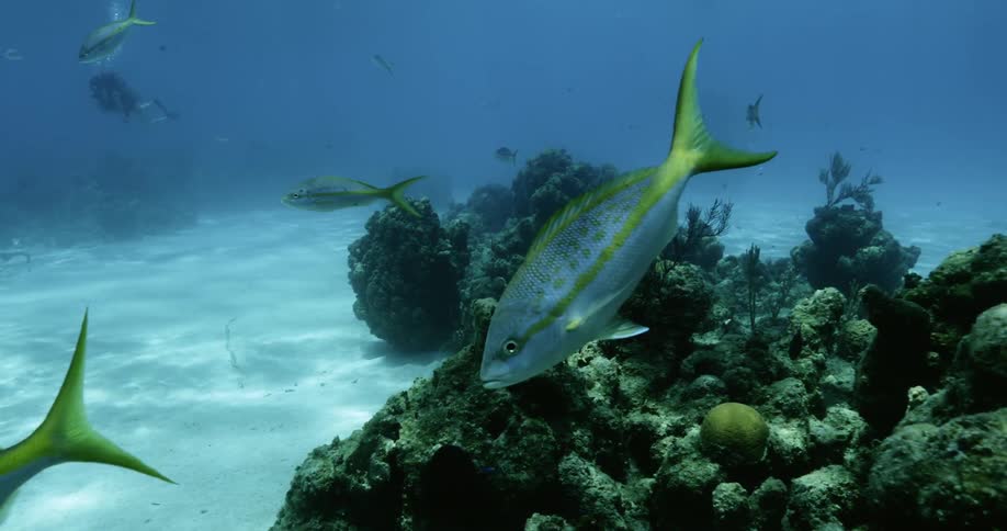 Fish swimming underwater near a person and coral