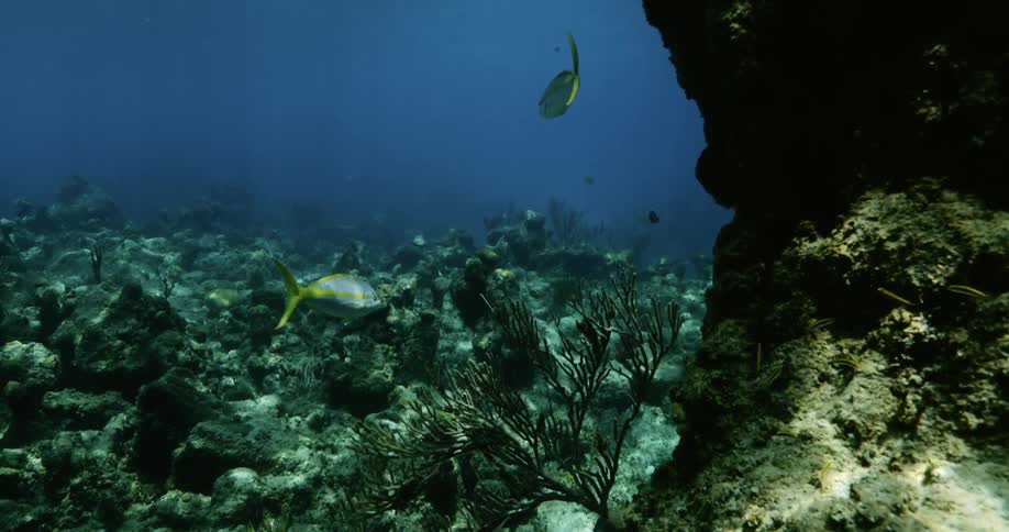 Fish swimming underwater near a rock formation