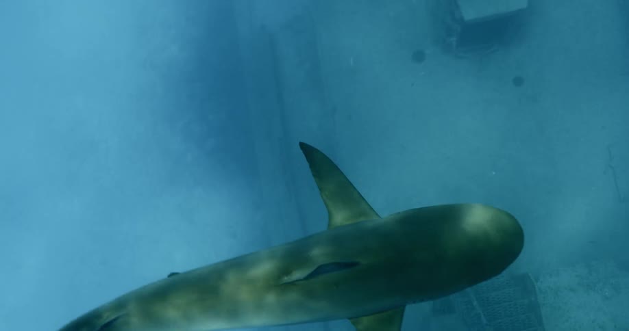 A shark is swimming underwater