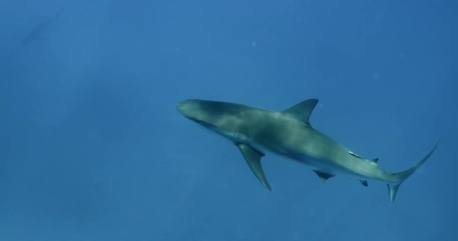 A shark swimming in the ocean with fishes in the background