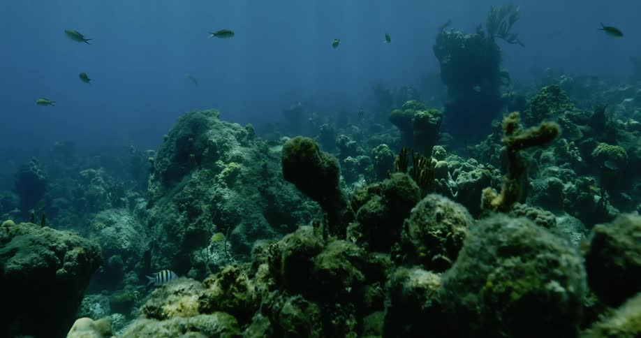 Fish swimming around coral