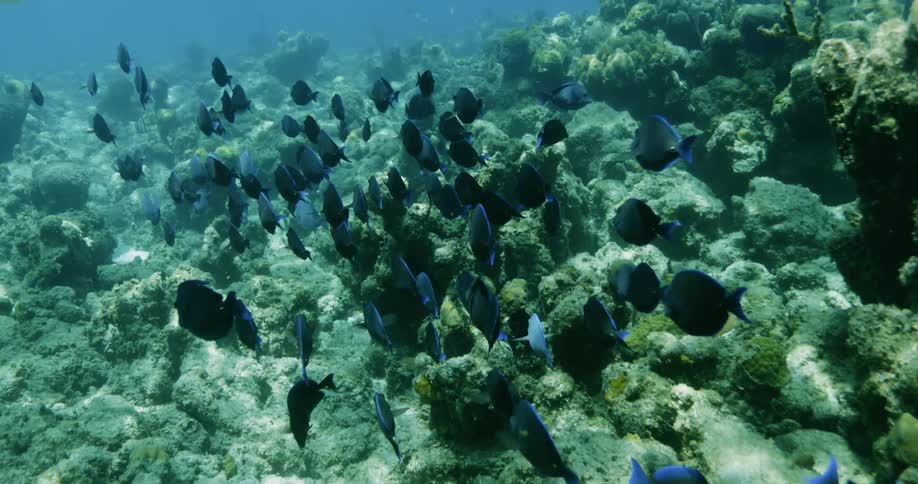 School of fish swim over reef