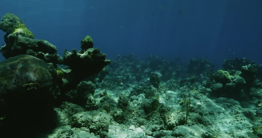 Fish coral vegetation and rocks underwater