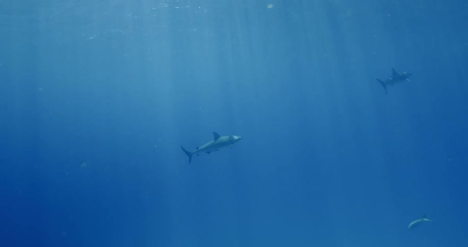 Sharks and fish swim in the blue ocean with sunlight shining down
