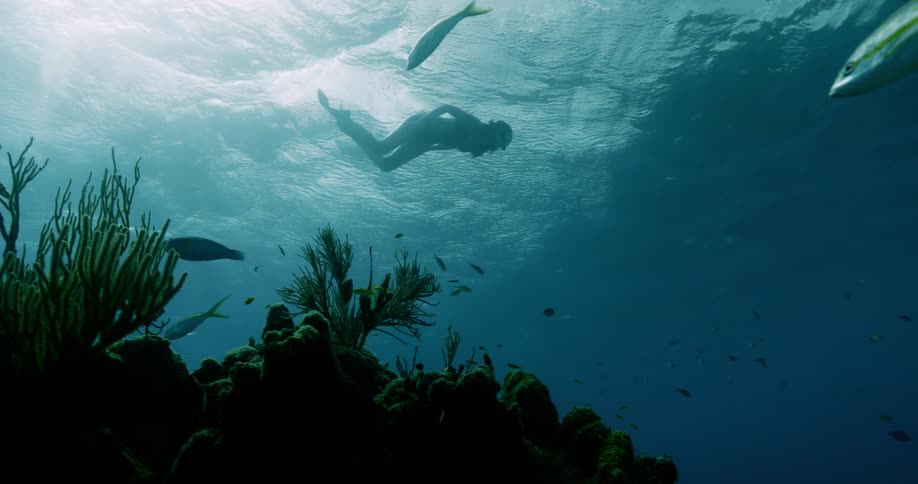 A woman snorkels and swims near the ocean surface above fish and reef