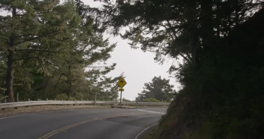 Shot of a road in a forest
