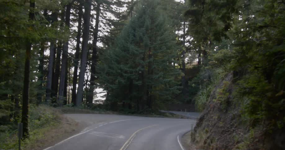 Road through forest and under a canopy of trees
