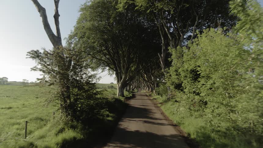 A road in the countryside is lined by trees and shrubs