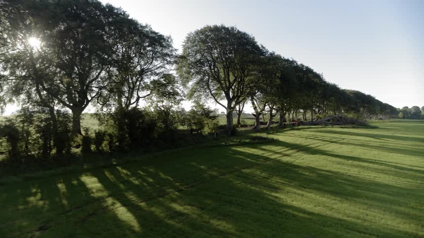 Sun shines through trees in a grassy field