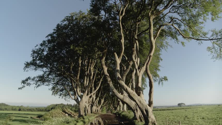 Travelling down a tree lined path covered in shallow puddles under a clear blue sky