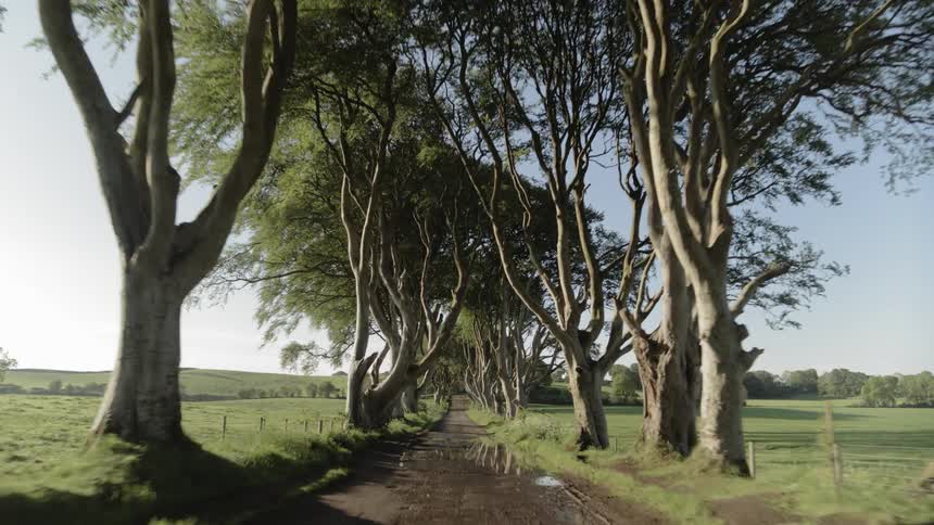 Tall trees line a road in the countryside