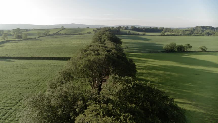A shot of a tree line