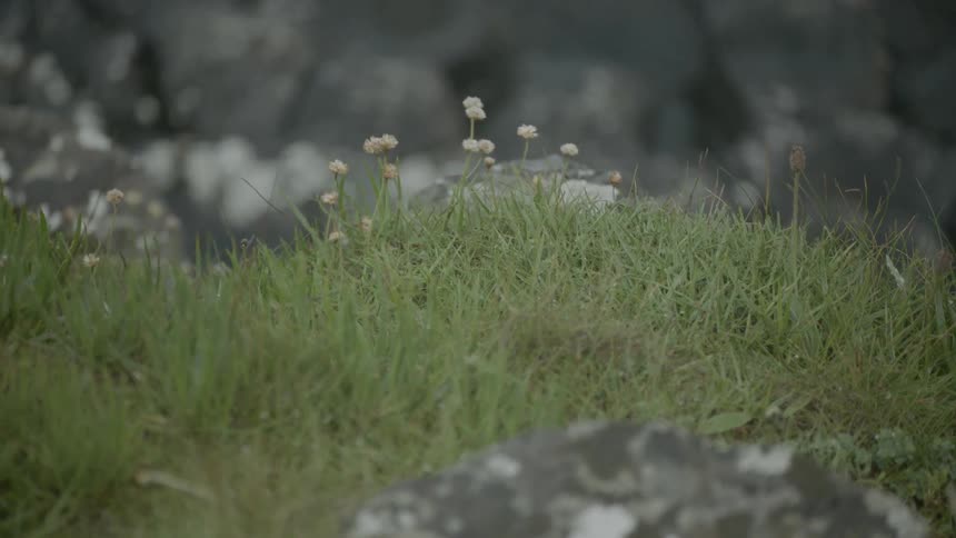 A slow pan up that shows grass but then shows a focus on a wall of rocks