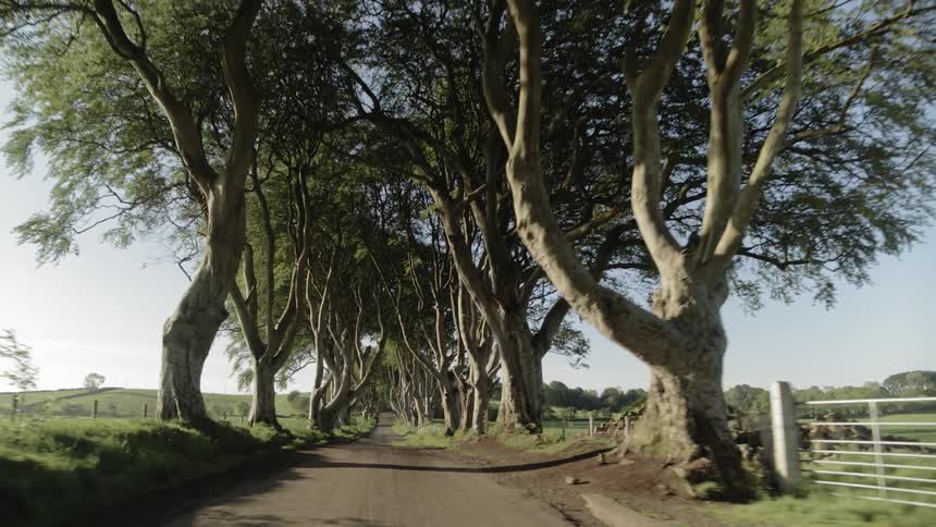 A car driving down a tree lined dirt road lined by fences and fields