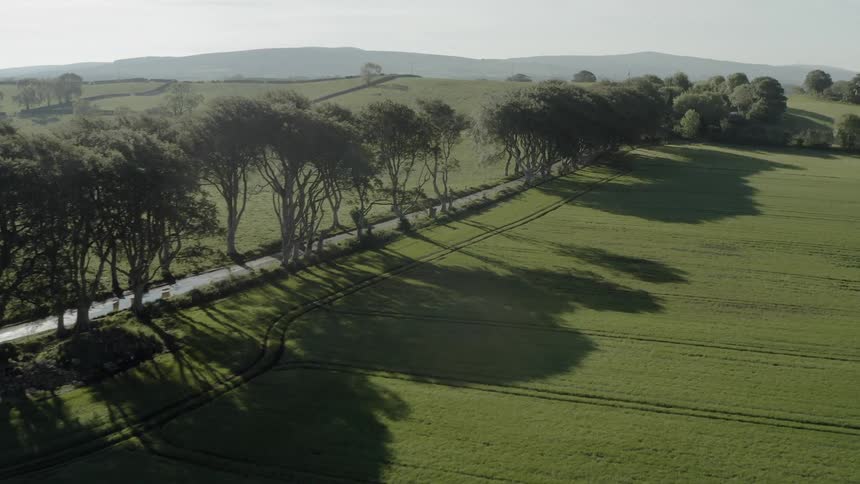 A tree lined path between farmland and pasture under a clear blue sky