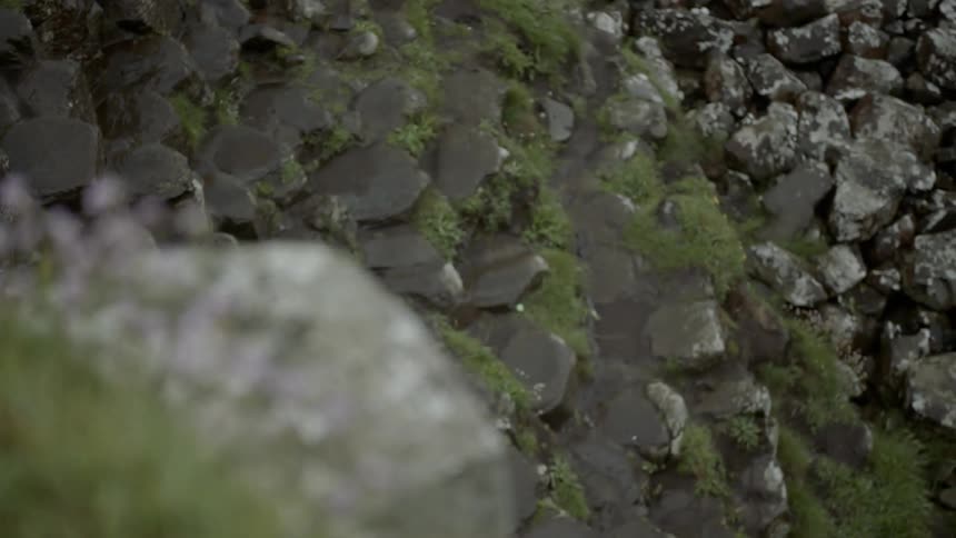 Clover waves in the breeze above rocks