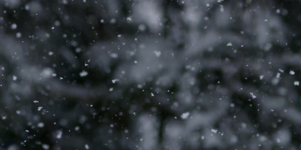 Snowflakes fall from sky past conifer tree