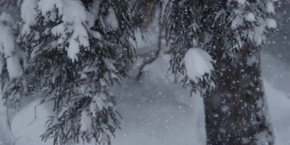 Snow falls onto an already snow covered tree