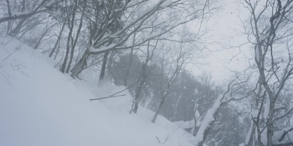 A person skis down an off piste tree covered slope
