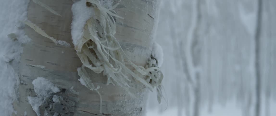 Wind blows the bark on an aspen tree