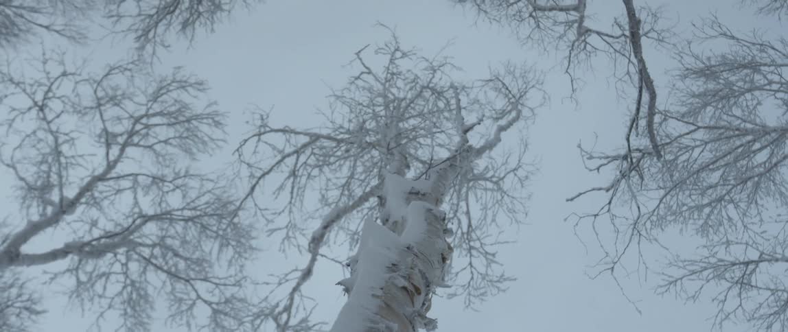 The wind is blowing the trees on a stormy day