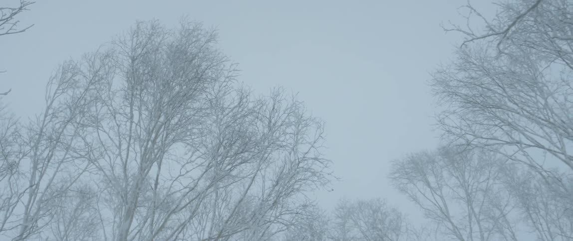 Rotating shot of trees moving in the wind