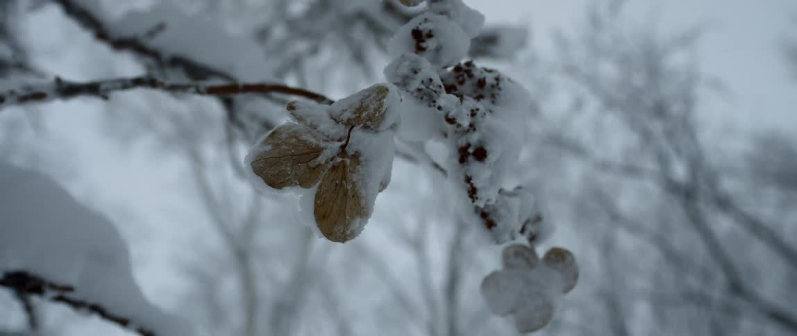 Snow falling onto a a walnut tree