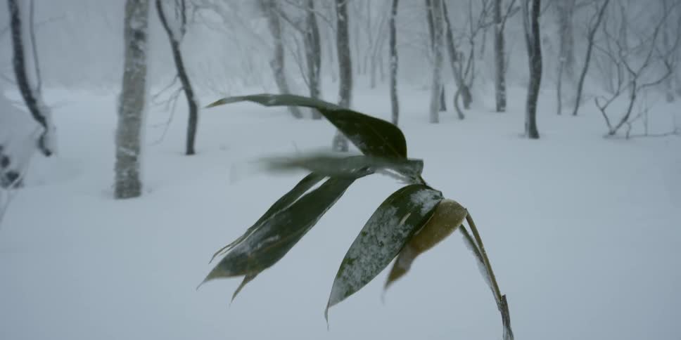 A plant blowing in the cold