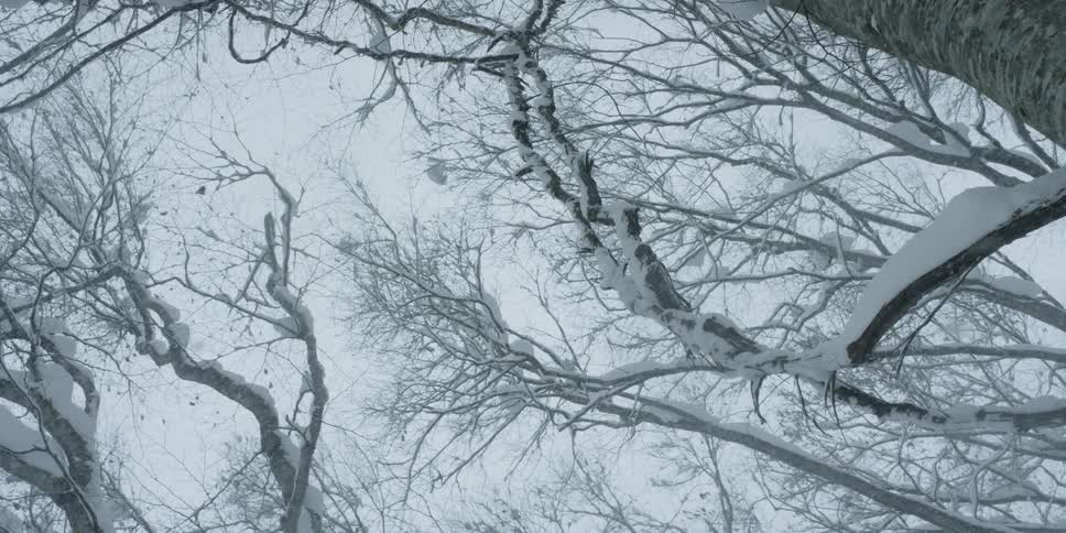 Snow falls through the branches of a snow covered forest