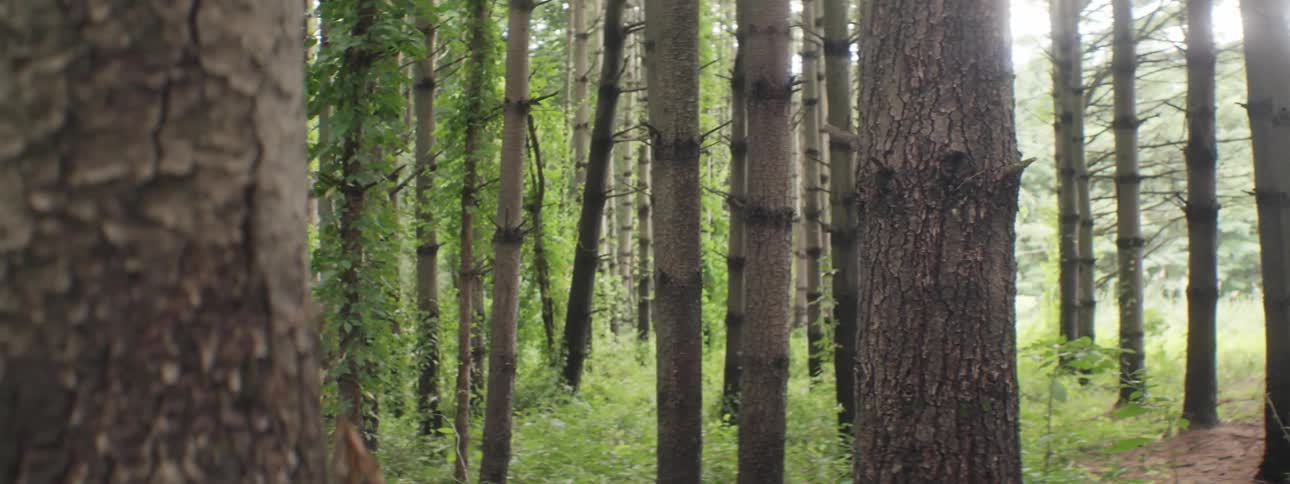 Large tree trunks in the woods