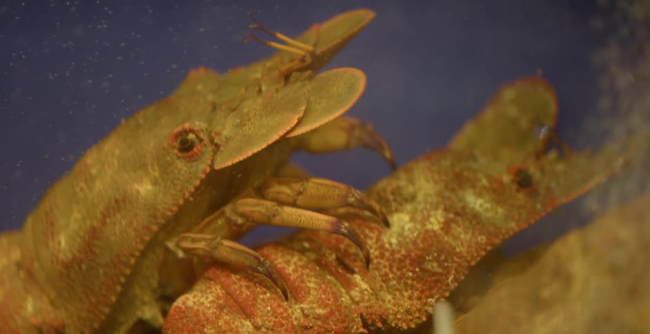 Aquatic wildlife clambers along the bottom of a body of water