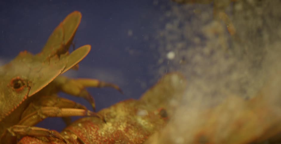 A crustacean climbing across a larger companion in a fish tank with air bubbles